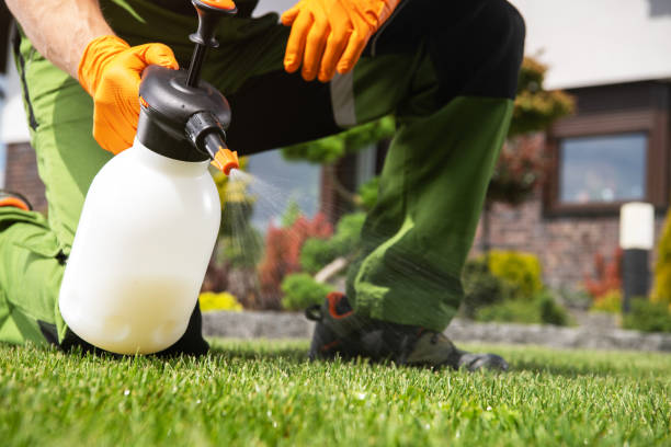 Best Wasp Removal Services  in Celoron, NY